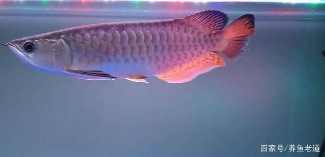龍魚被咬傷漏出骨頭還能救嗎視頻：龍魚被咬傷導致骨頭露出