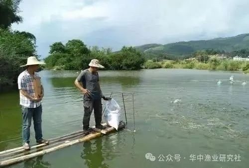 龍魚爬背時可以用藥嗎？