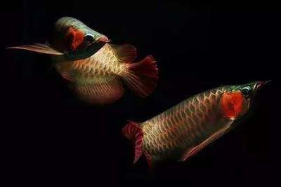 龍魚改口就是餓：如何判斷龍魚已經適應新食物？ 龍魚改口就是餓：如何判斷龍魚已經適應新食物？ 龍魚百科 第3張