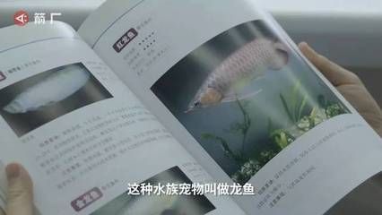 龍魚漁場養殖：yidianyu龍魚繁殖場