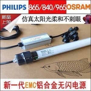龍魚是什么動物：如何挑選健康的龍魚，龍魚繁殖過程詳解