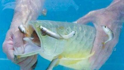 龍魚的生物學特性是什么：龍魚的生物學特性