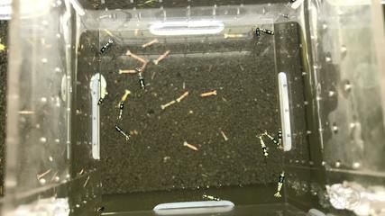 銀河星鉆魚飼料選擇指南：銀河星鉆美圖寵派養魚大全(圖片作者分享