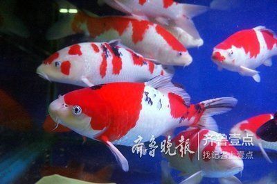 龍魚混養魚推薦哪種魚好：幾種適合與龍魚混養的魚類