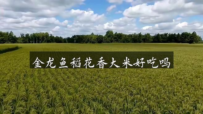 金龍魚稻谷鮮生鶴鄉(xiāng)生態(tài)香米好吃嗎