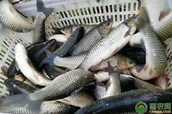 混養魚苗疾病預防方法：混養魚苗疾病預防有效方法