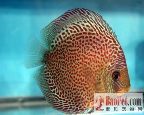 混養魚苗疾病預防方法：混養魚苗疾病預防有效方法