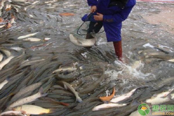 混養魚苗疾病預防方法：混養魚苗疾病預防有效方法
