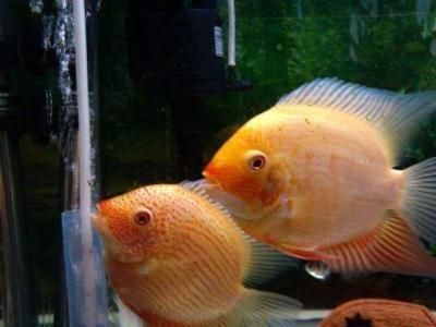 金菠蘿魚怎么分公母圖片
