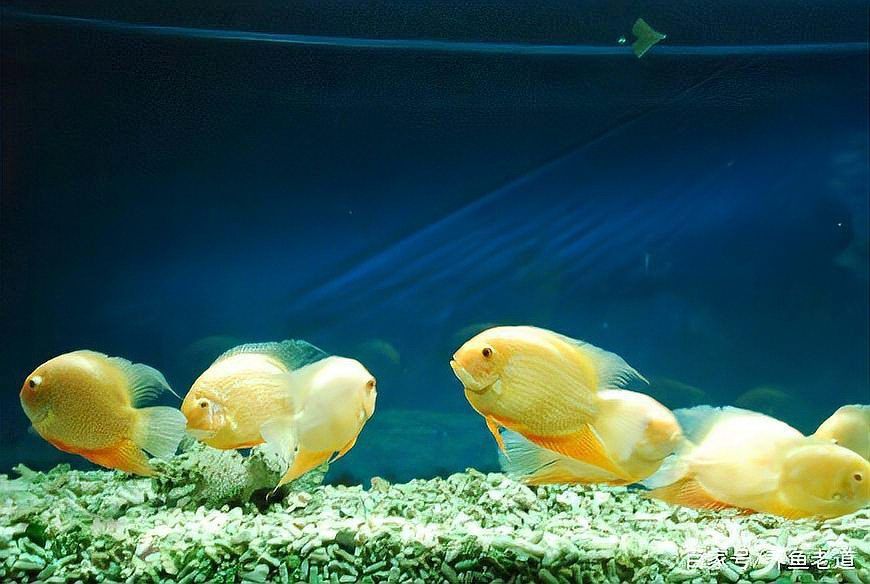 金菠蘿魚怎么分公母圖片