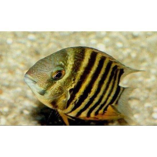 金菠蘿魚怎么分公母圖片