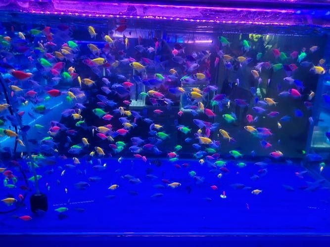 沈陽龍魚專賣店