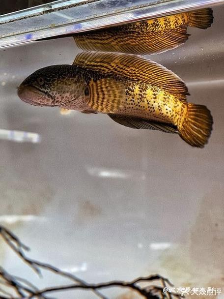 沈陽龍魚專賣店