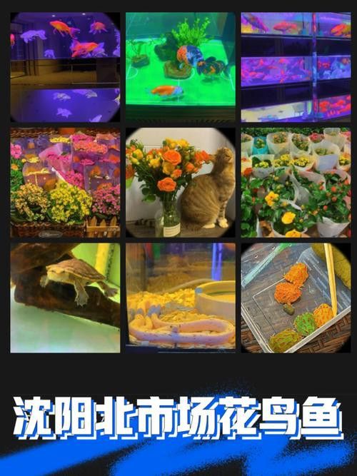 沈陽龍魚專賣店