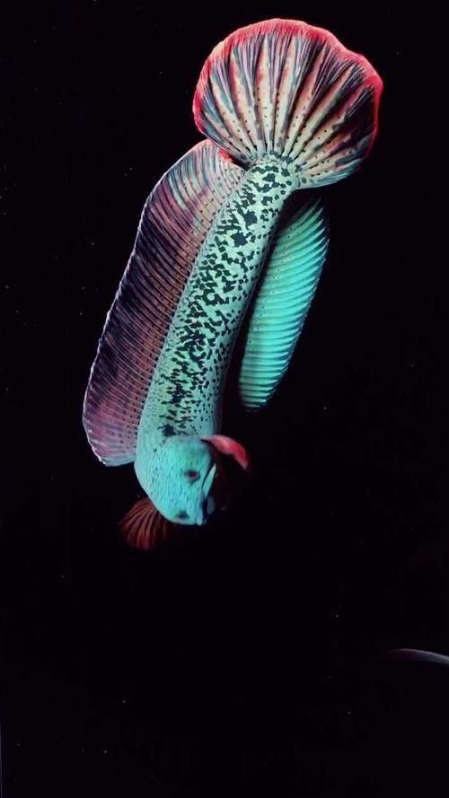 雷龍魚哪種好看