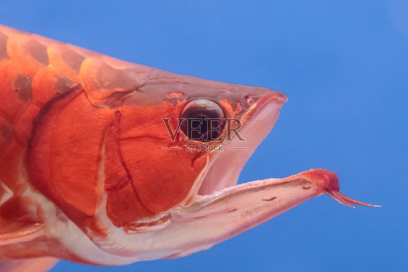 大紅龍魚圖片欣賞視頻大全高清