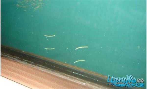 龍魚寄生蟲長什么樣子