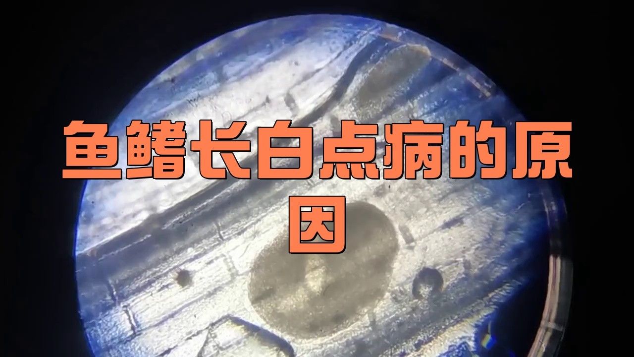 龍魚鰭上長白疙瘩怎么回事
