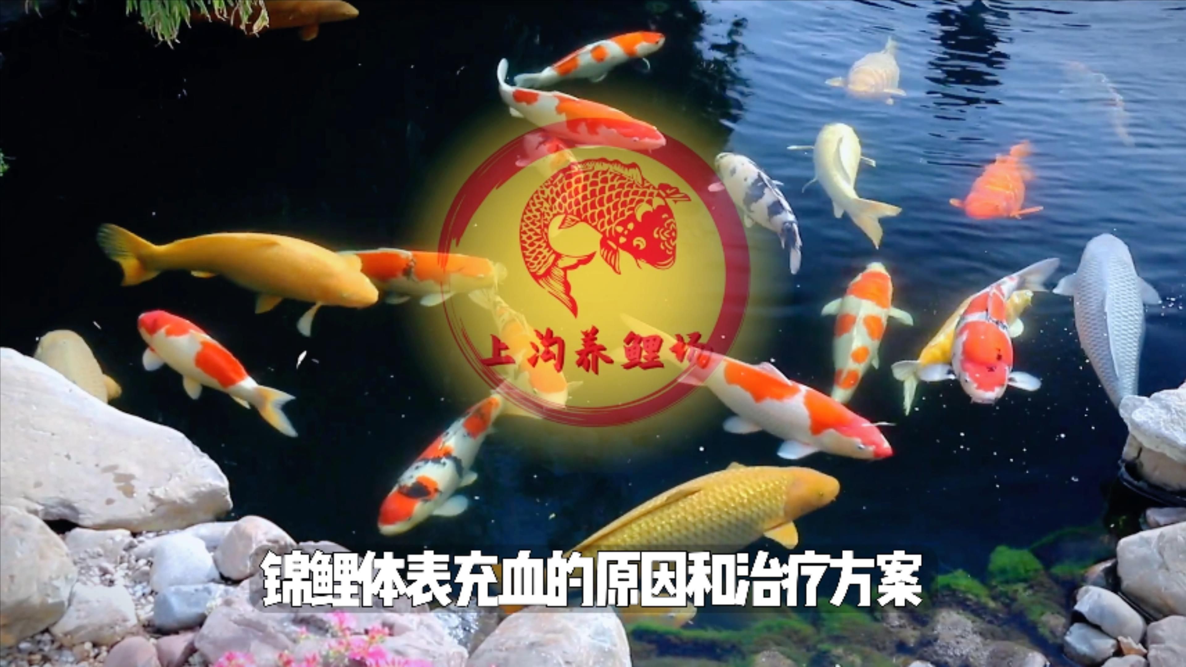 如何預防魚體充血的發生？