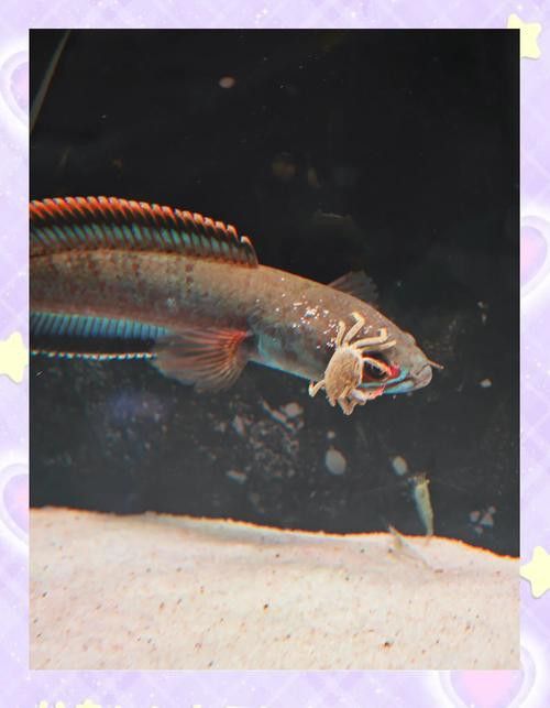 廣東雷龍魚是什么品種圖片