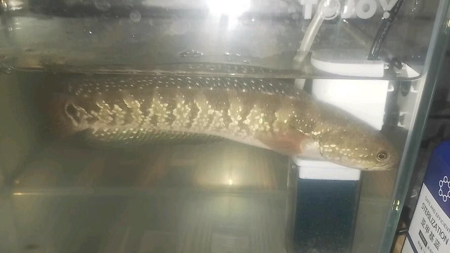 廣東雷龍魚是什么品種圖片