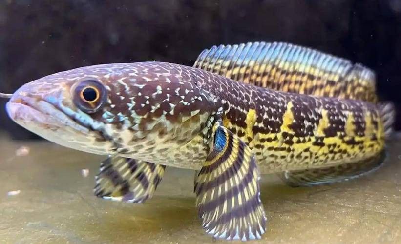 廣東雷龍魚是什么品種圖片