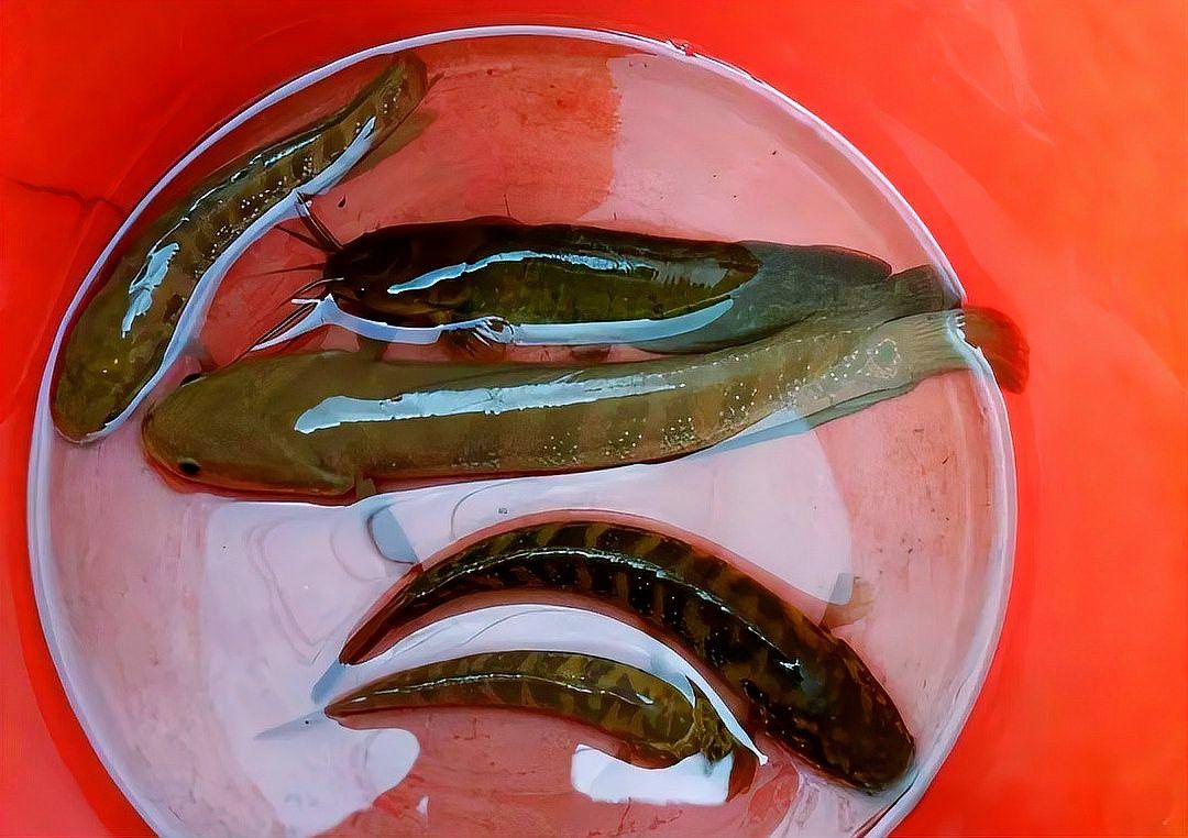 廣東雷龍魚是什么品種圖片