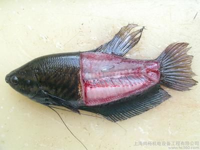 紅龍魚進口：紅龍魚進口需要注意什么？