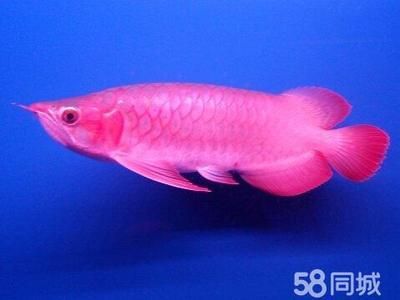 紅龍魚進口：紅龍魚進口需要注意什么？