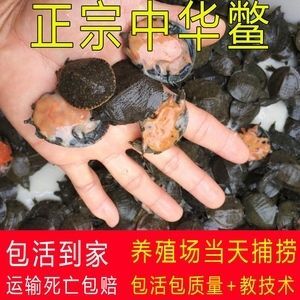 龍魚飼料可以喂給烏龜嗎：龍魚飼料可以喂烏龜嗎龍魚飼料可以喂烏龜嗎