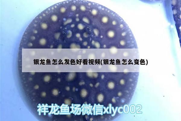 紅龍魚怎么養方法介紹一下視頻教程全集（紅龍魚怎么養方法介紹一下視頻教程全集下載）