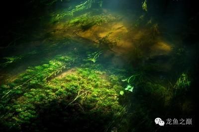龍魚嘴巴爛了怎么回事：龍魚嘴巴爛了可能是哪些原因引起的