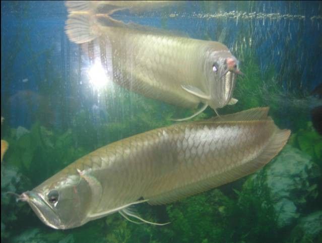 黑龍魚和銀龍魚的區別是什么