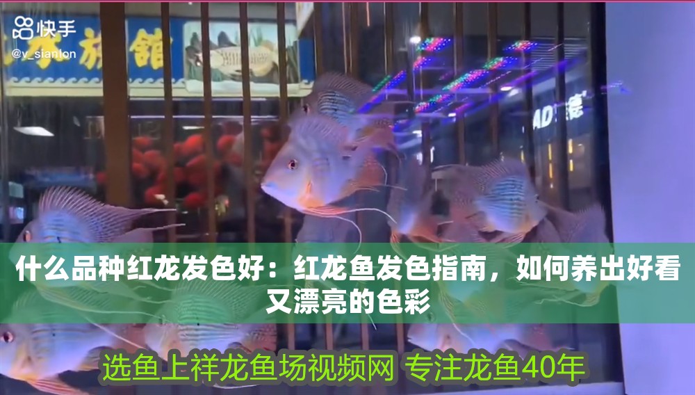 什么品種紅龍發色好：紅龍魚發色指南，如何養出好看又漂亮的色彩