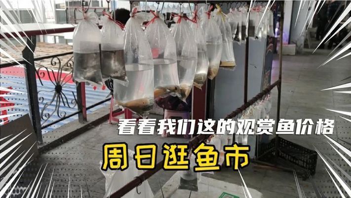 什么品種紅龍發色好：紅龍魚發色指南，如何養出好看又漂亮的色彩