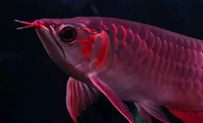 龍魚表現出吃食正常但不愛游動的行為可能表明龍魚正常：龍魚吃食正常但不愛游動