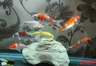 家庭養(yǎng)龍魚幾條好：家庭養(yǎng)殖龍魚的最佳數(shù)量是多少