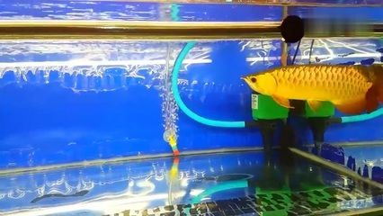 龍魚關(guān)燈后游動的原因可能是多方面的，可能是多方面的：龍魚關(guān)燈后游動的原因
