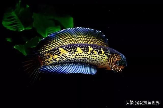 夢幻雷龍魚最大能長多少米：夢幻雷龍魚最大體長可能在30厘米到60厘米之間