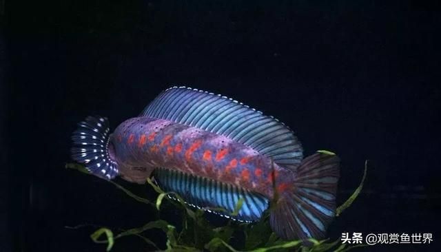 夢幻雷龍魚最大能長多少米：夢幻雷龍魚最大體長可能在30厘米到60厘米之間