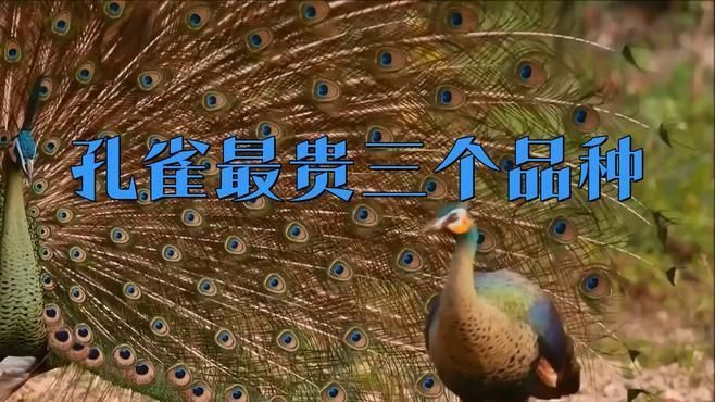 孔雀最貴三個品種