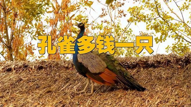 孔雀最貴三個品種