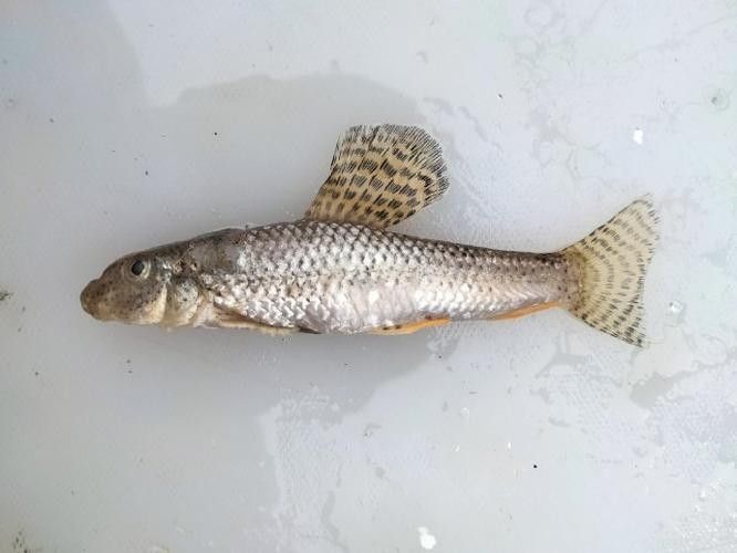 馬古龍魚的圖片欣賞