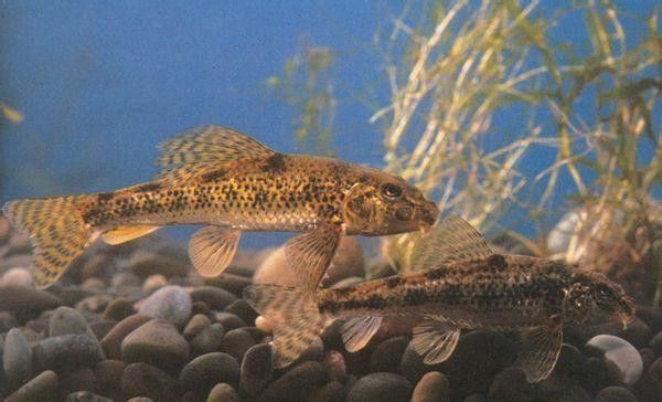 馬古龍魚的圖片欣賞
