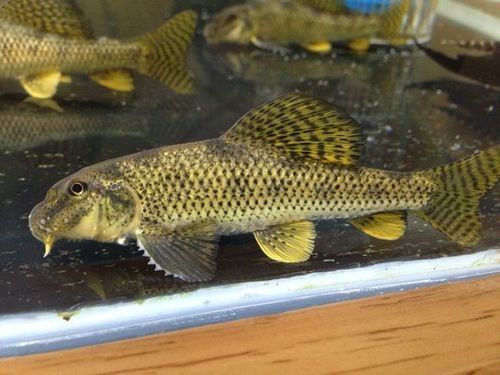 馬古龍魚的圖片欣賞