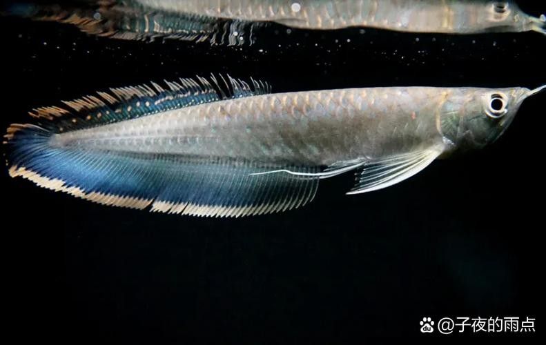 馬古龍魚的圖片欣賞