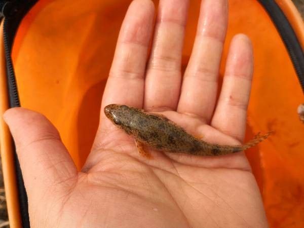 馬古龍魚的圖片欣賞