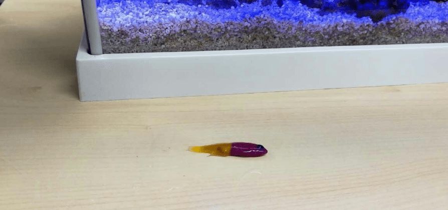 什么叫福龍魚的圖片：什么叫福龍魚，神秘的吉祥之魚解析