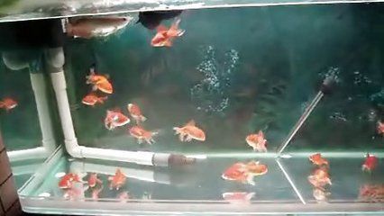 什么叫福龍魚的圖片：什么叫福龍魚，神秘的吉祥之魚解析