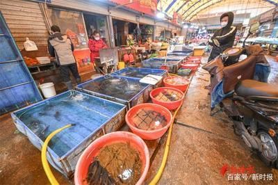 濟(jì)南哪里有賣龍魚的市場(chǎng)（山東省濟(jì)南市龍魚市場(chǎng)）
